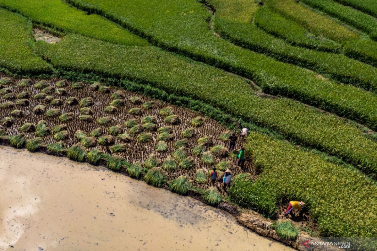 Program Irigasi Kementan sukses airi 53.800 hektare lahan Jateng