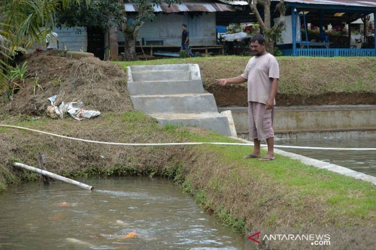 Penjualan bibit ikan jurung di Tapanuli Selatan merosot dratis