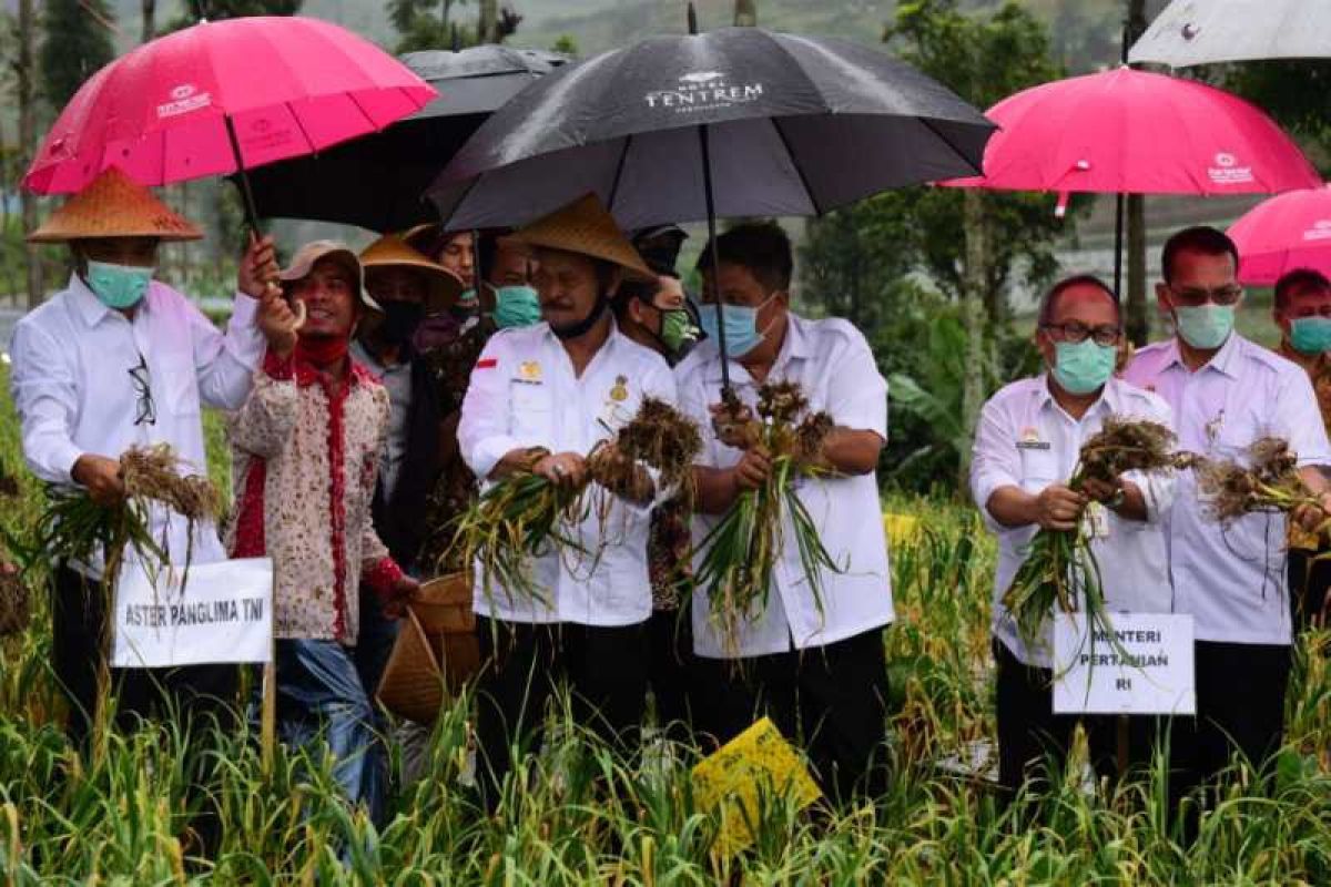 Menteri Pertanian panen bawang putih di lereng Gunung Sumbing