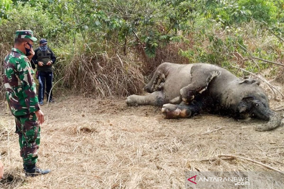 Gajah Sumatera yang mati di Aceh Timur diduga keracunan