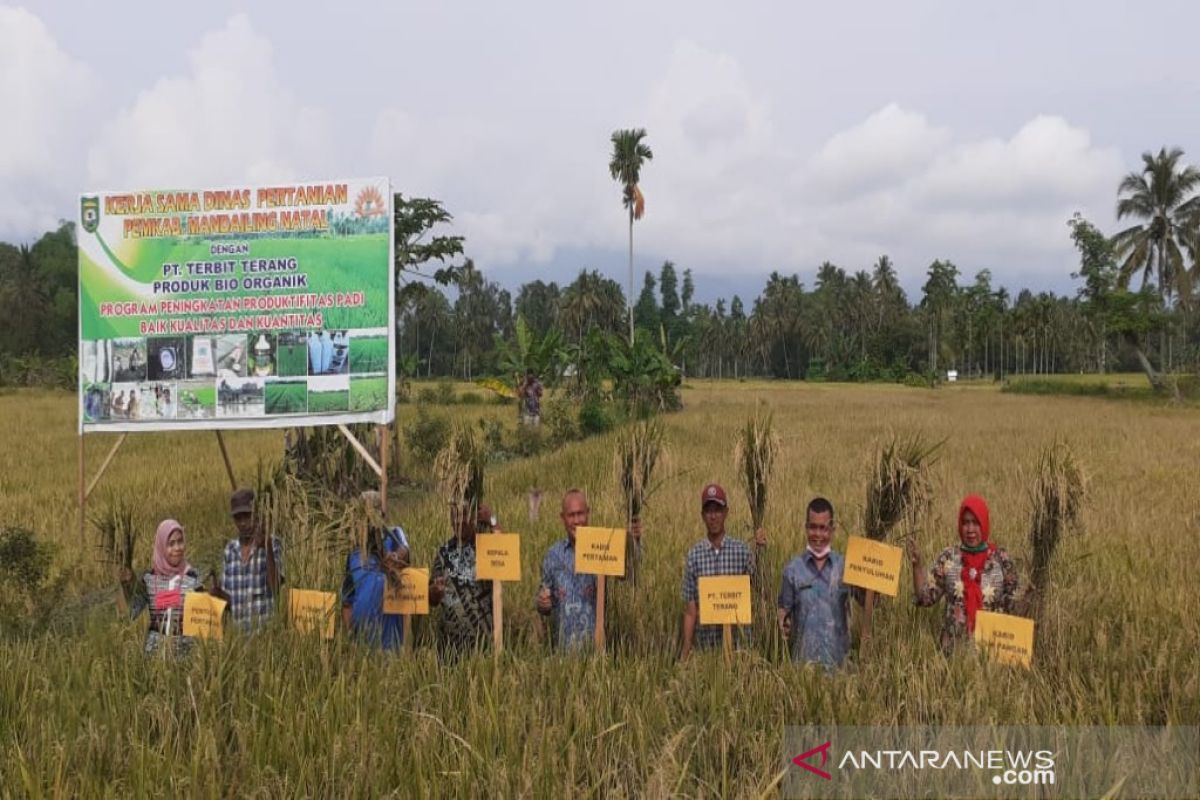 Dinas Pertanian Madina panen raya di Desa Pidoli Lombang