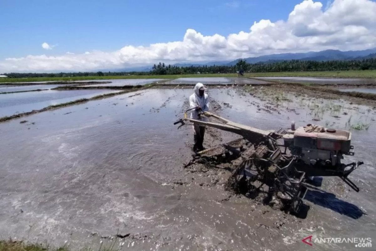 Stok beras dijamin aman di tengah pandemi COVID-19 di Sulteng