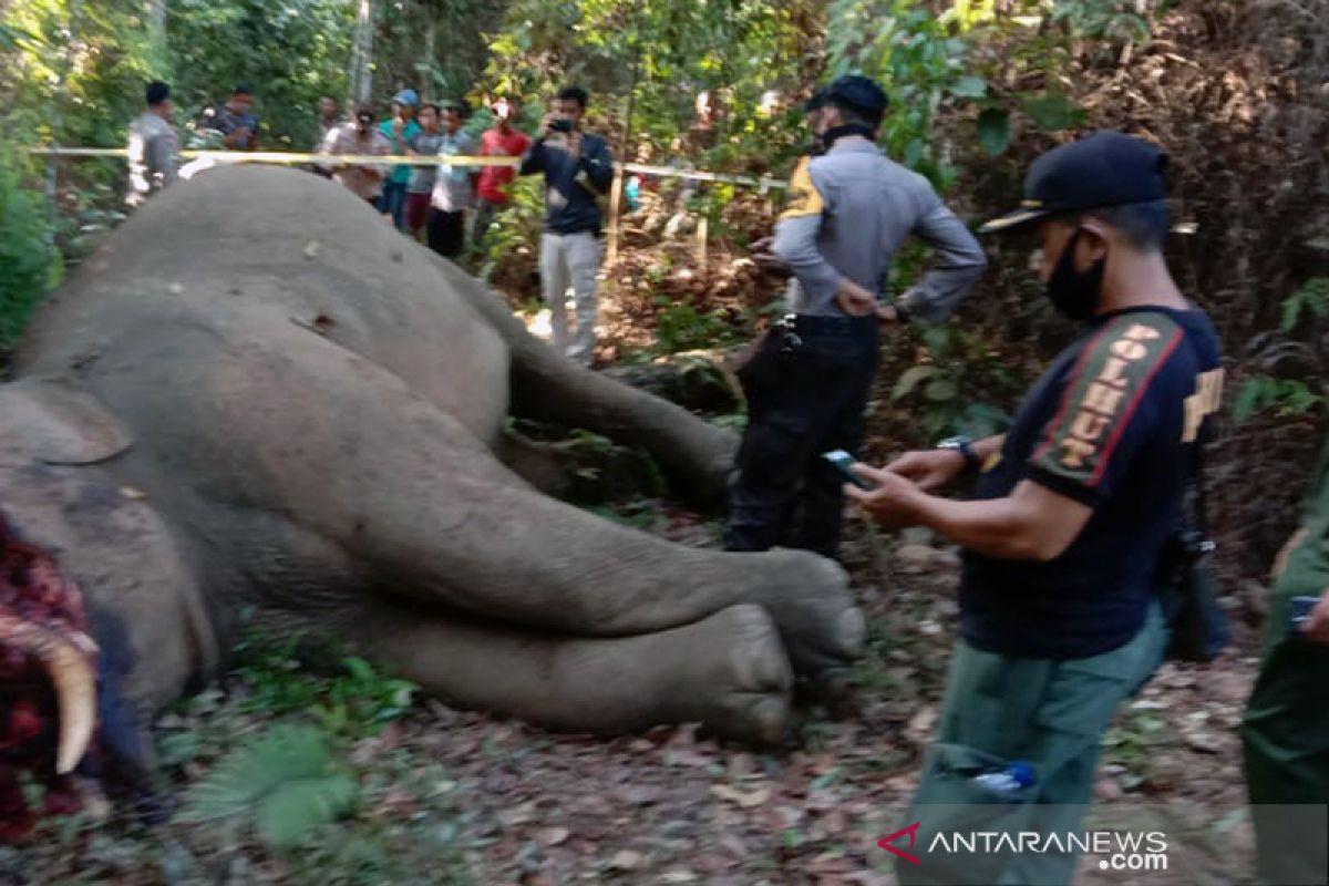 Sadis, gajah sumatera terpisah dari rombongannya dibunuh di Riau