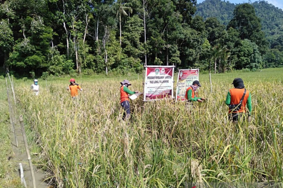 Pemkab Landak gandeng Batan perbaiki kualitas padi lokal