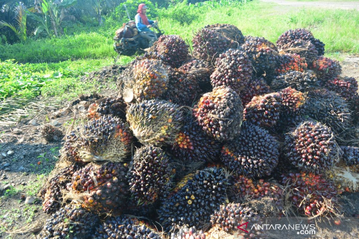 Harapan petani Abdya harga jual kelapa sawit bisa tembus Rp1.500/kg