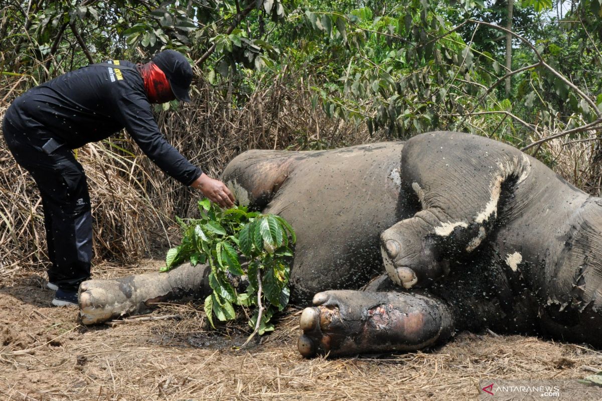 YARA desak polisi usut kematian gajah di Aceh Timur