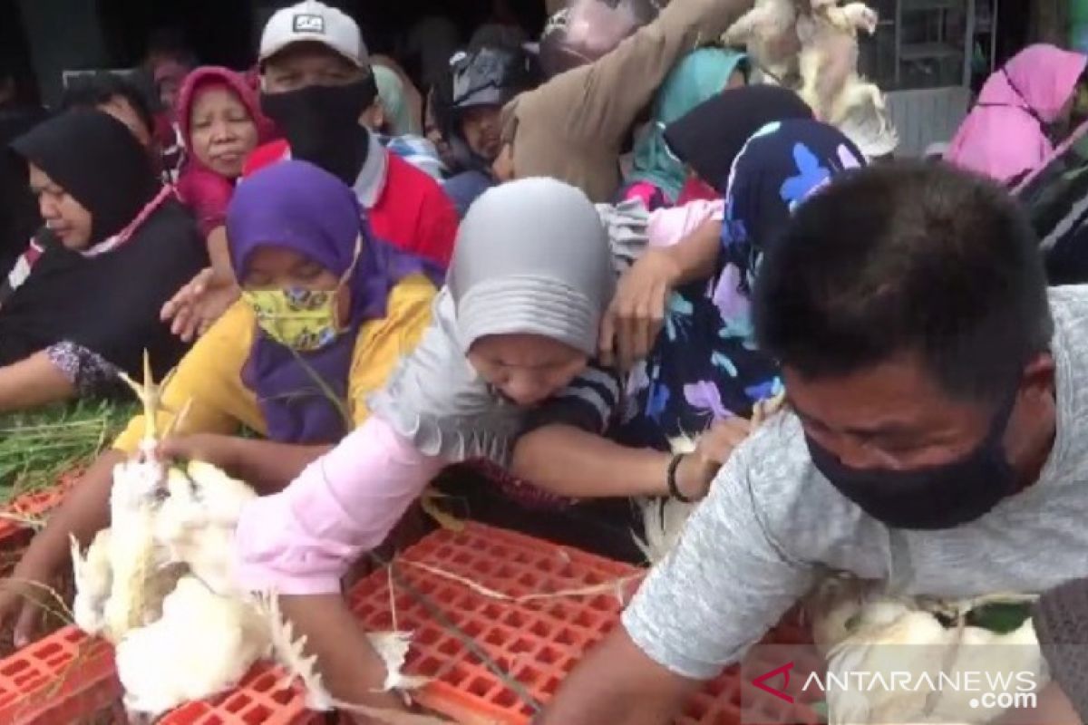 Kesal harga anjlok, peternak di Madiun bagikan ribuan ayam kepada warga