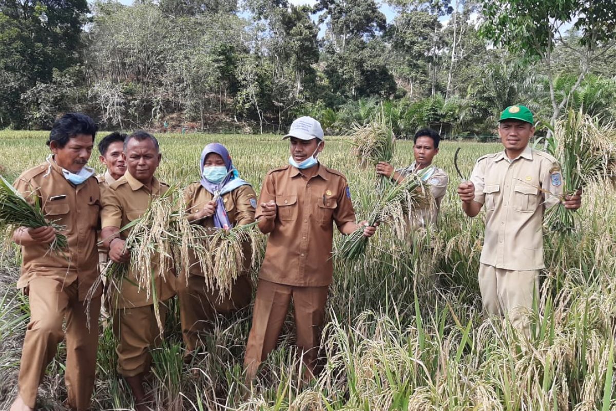 Penyuluh pertanian tetap dampingi petani di tengah wabah COVID-19