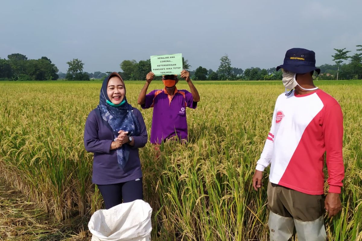 Sejumlah desa di Purbalingga mulai panen padi