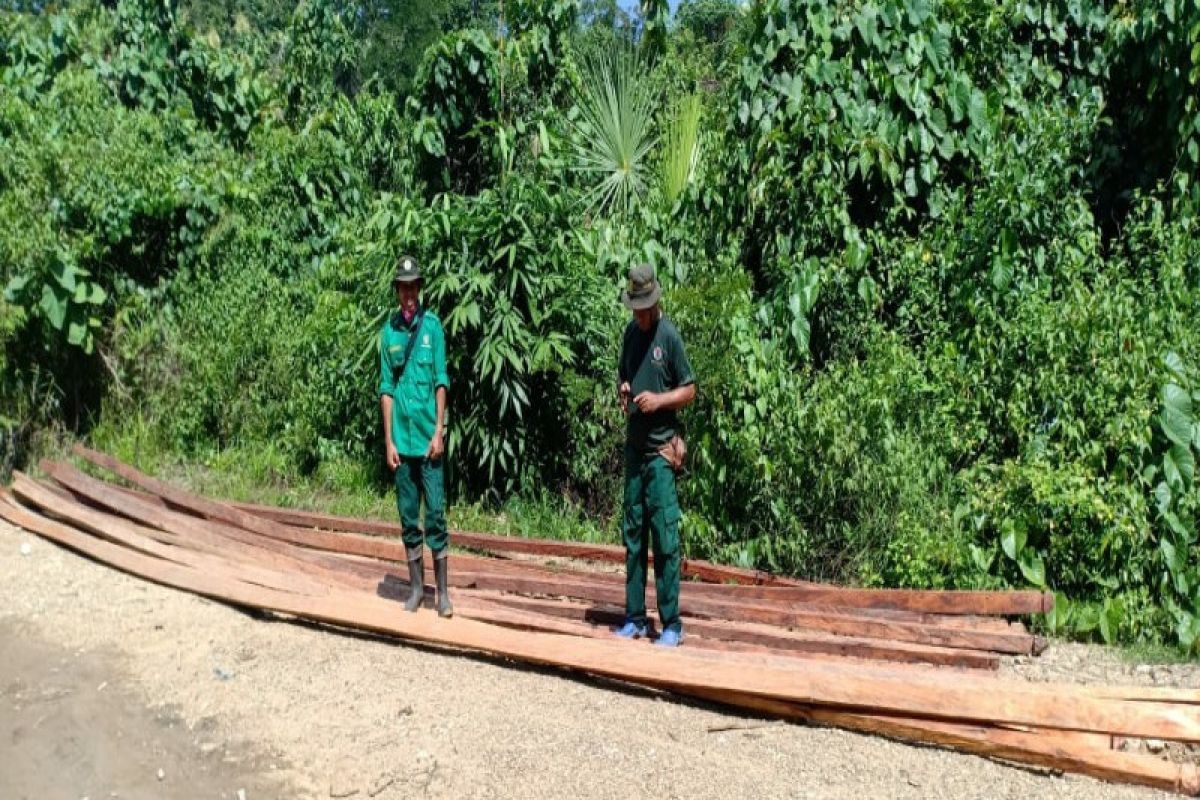 BKSDA Sultra temukan puluhan batang kayu hasil "illegal logging"