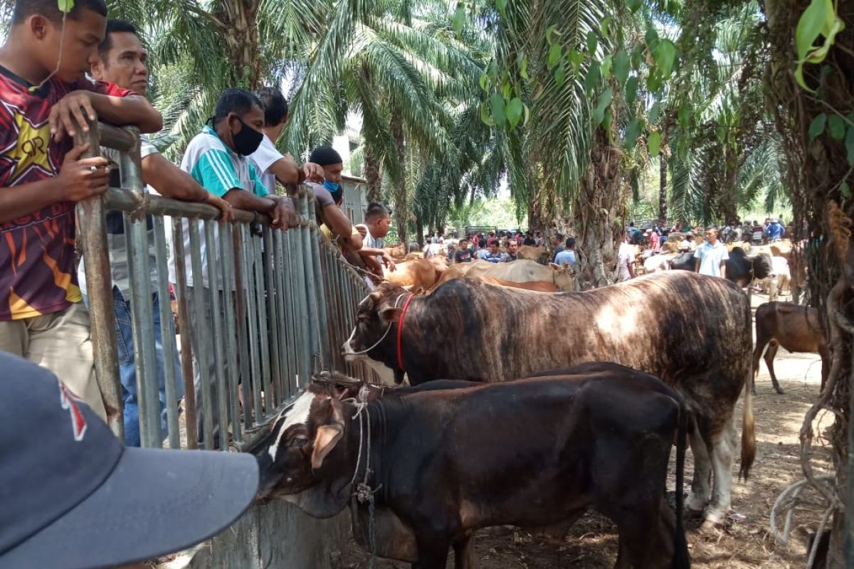 Penjualan hewan ternak jelang Ramadhan di Tamiang turun imbas COVID-19