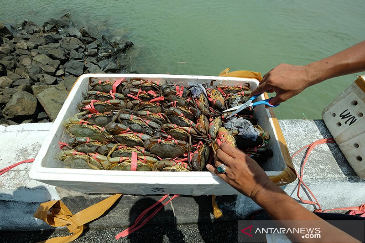 Polisi Malaysia amankan lima ton kepiting selundupan dari Kota Tarakan