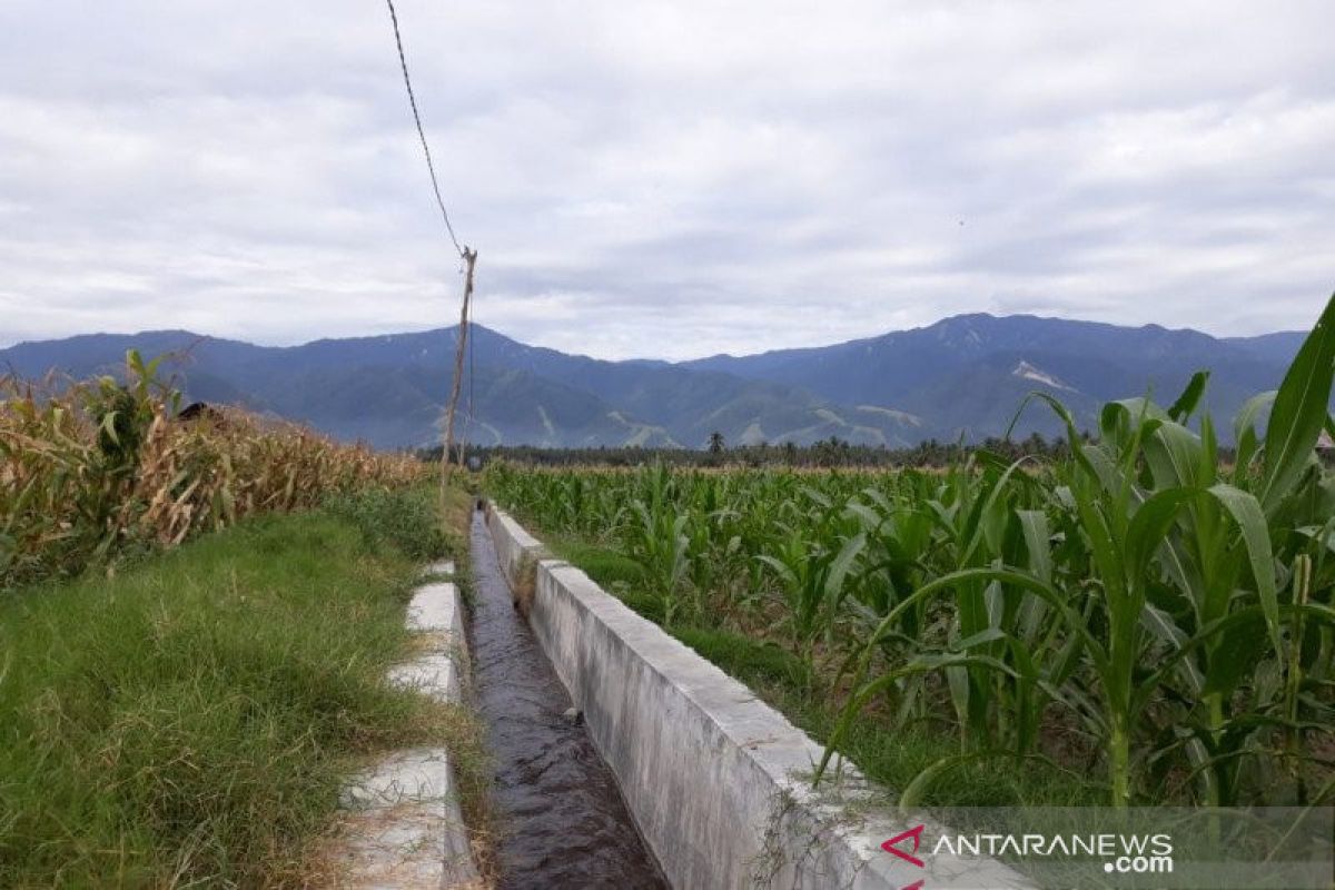 Pemkab Sigi  bantu pulihkan petani Gumbasa kembali olah lahan pertanian