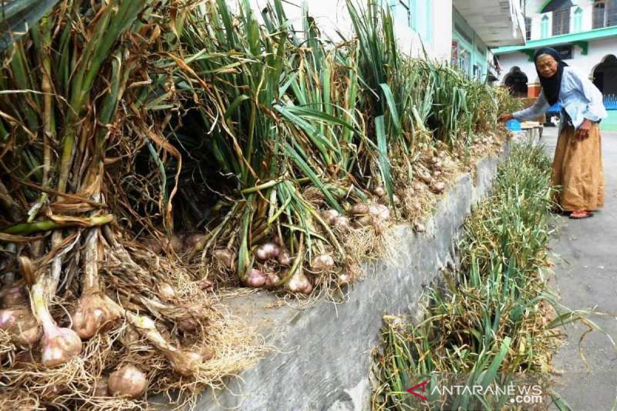 Importir diminta beli bawang putih hasil panen petani Temanggung