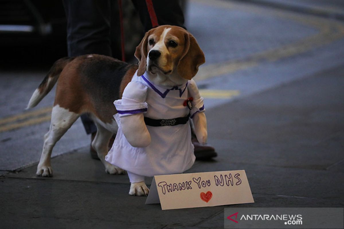 Peneliti Inggris uji kemampuan anjing deteksi corona