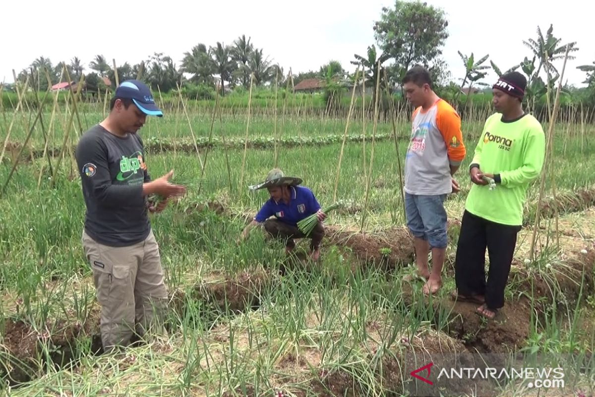 Penyuluh pertanian jadi pejuang ketahanan pangan di saat COVID-19 mewabah