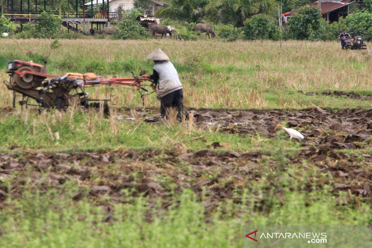 Sawah tadah hujah mulai digarap di Aceh Barat