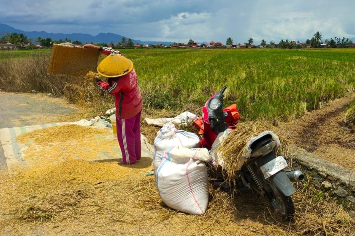 Kendati banjir dan kekhawatiran COVID-19, Penyuluh tetap dampingi petani panen padi