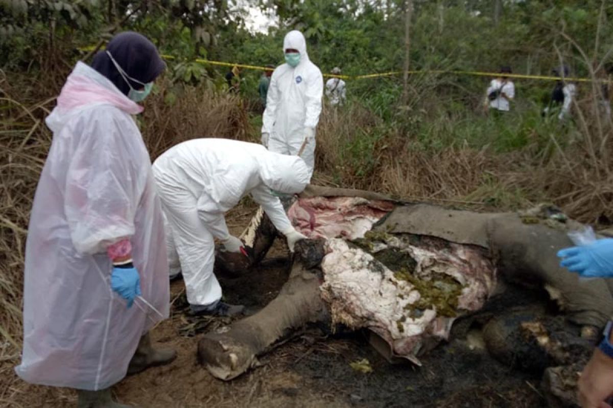 BKSDA nyatakan gajah mati di Aceh Timur diduga akibat racun