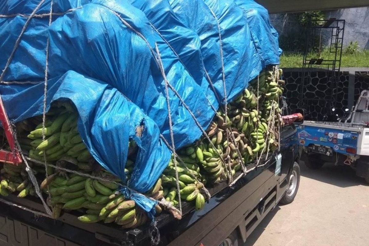 Jelang Ramadhan, permintaan pisang di Lebak meningkat