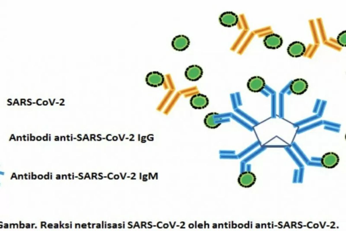 Israel isolasi antibodi utama untuk pengobatan COVID-19