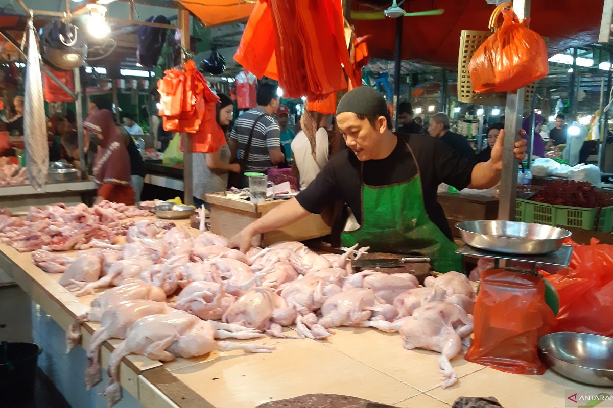 Harga ayam di Pontianak anjlok