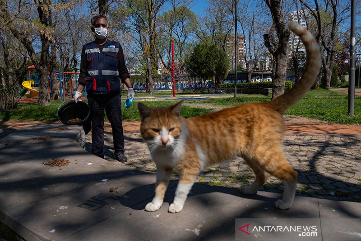 Dua kucing jadi peliharaan yang pertama terpapar COVID-19