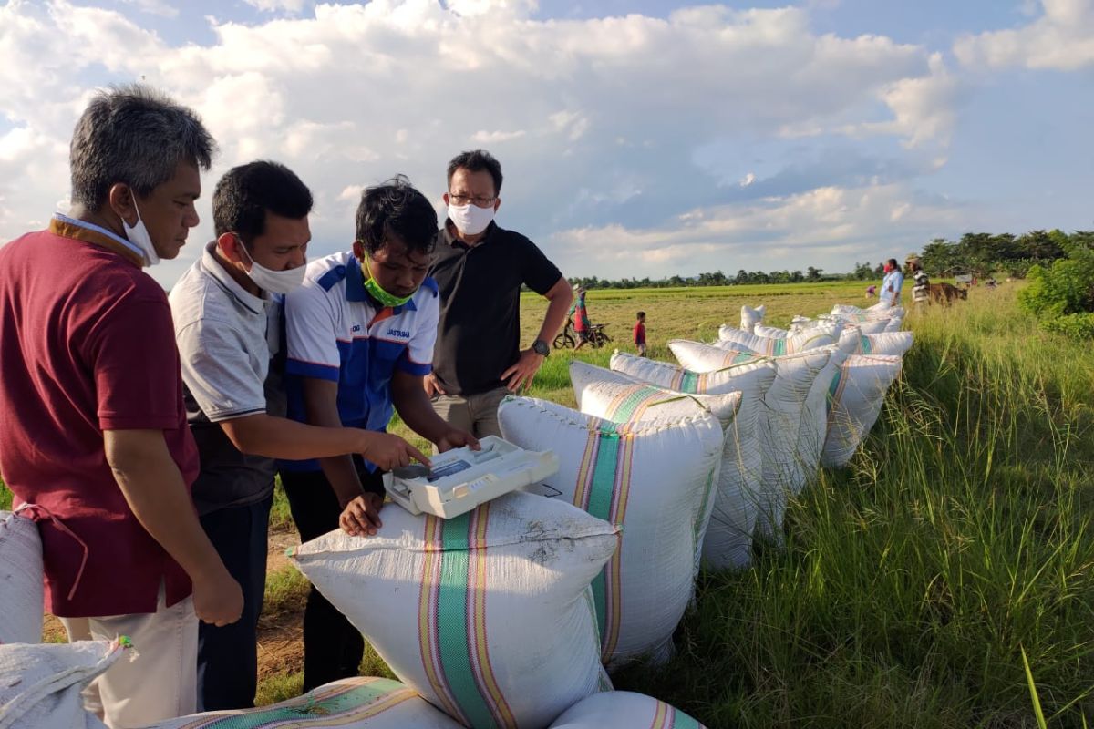 Bulog Sulawesi Tenggara pantau panen padi di sentra produksi