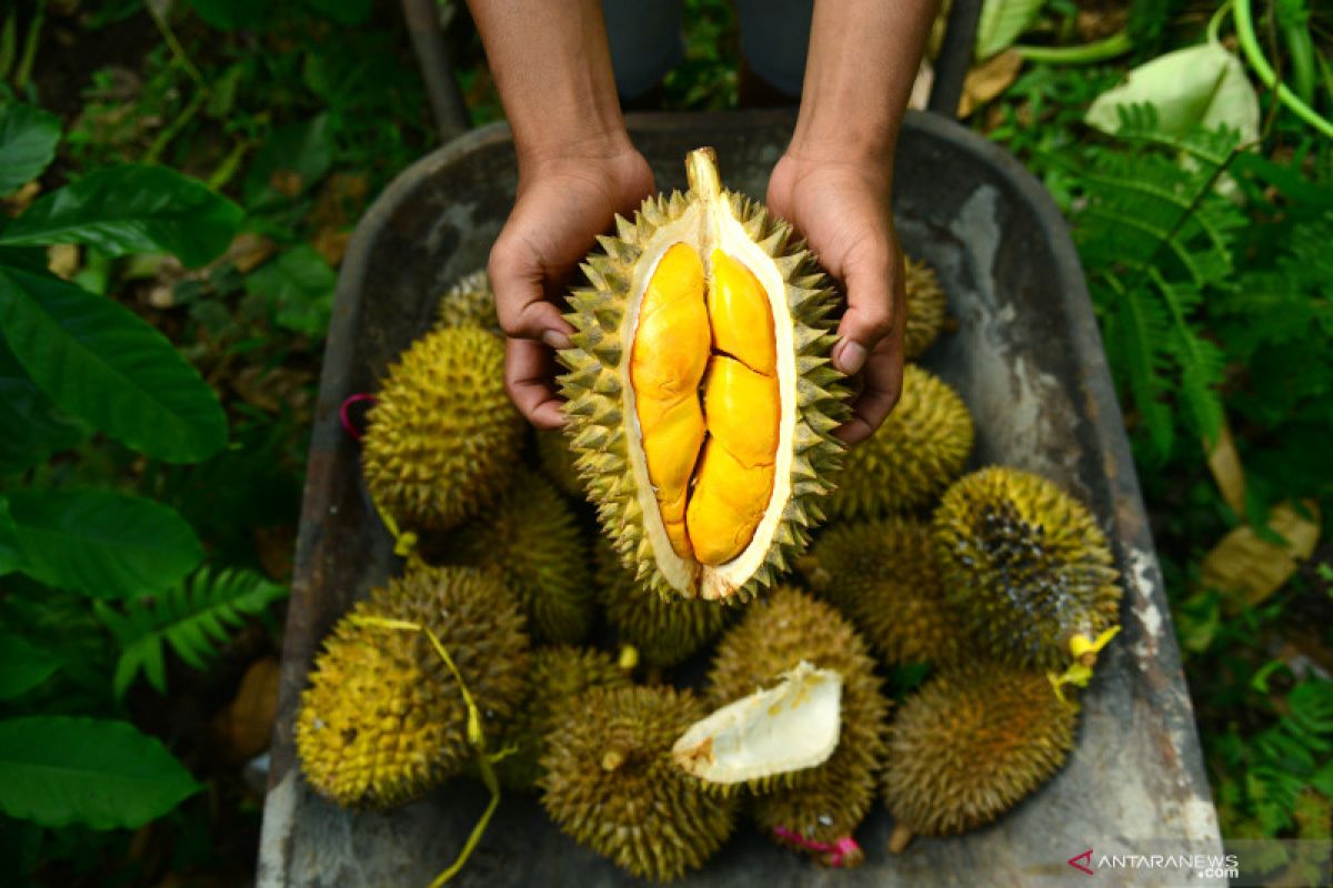 Makan durian bersama manggis, bolehkah?