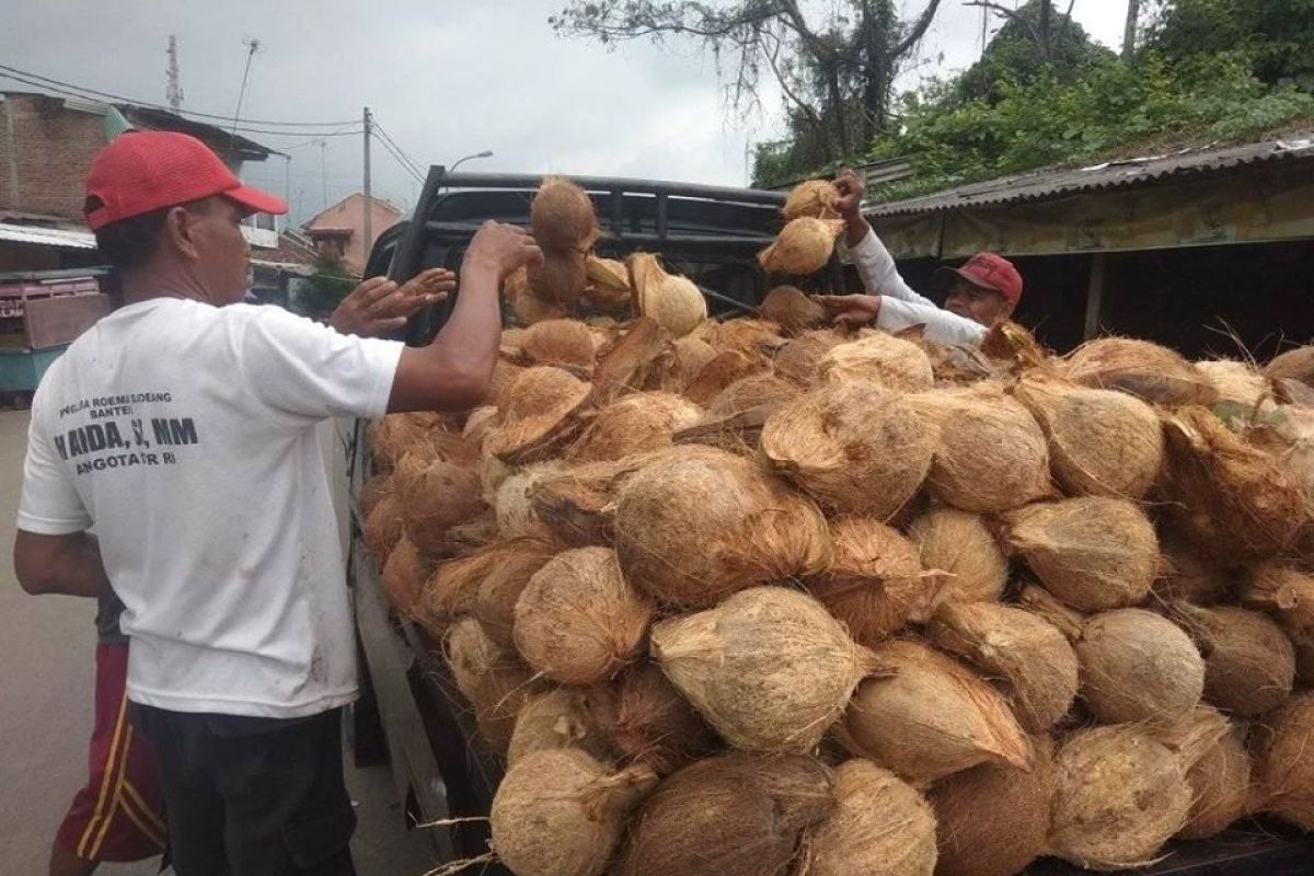 Jelang Ramadhan, omzet pedagang kelapa di Lebak naik