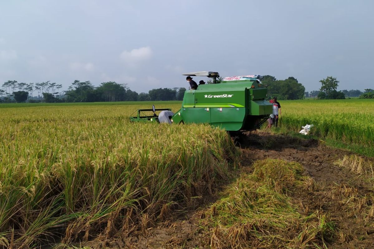 Pemkab Purbalingga perkirakan surplus beras bisa capai 1.400 ton