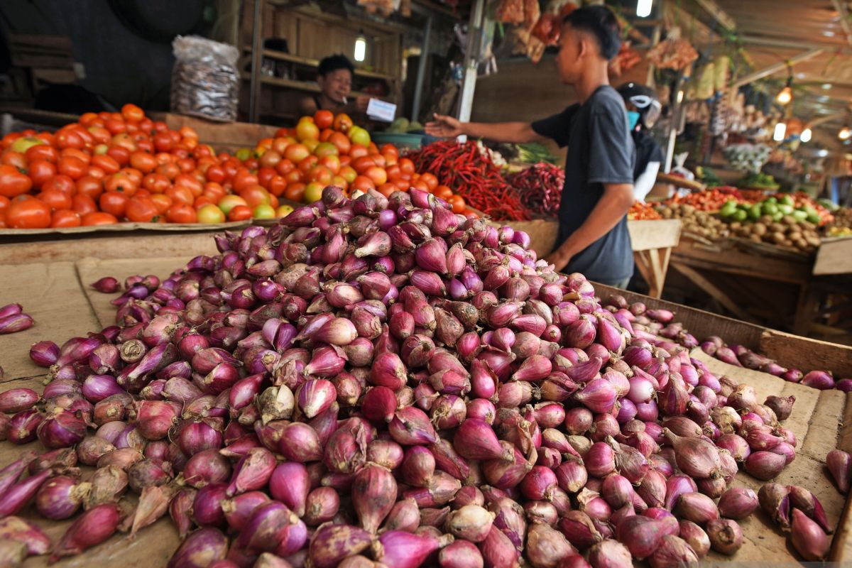 Harga tinggi, Kementan sebut bawang merah segera panen raya