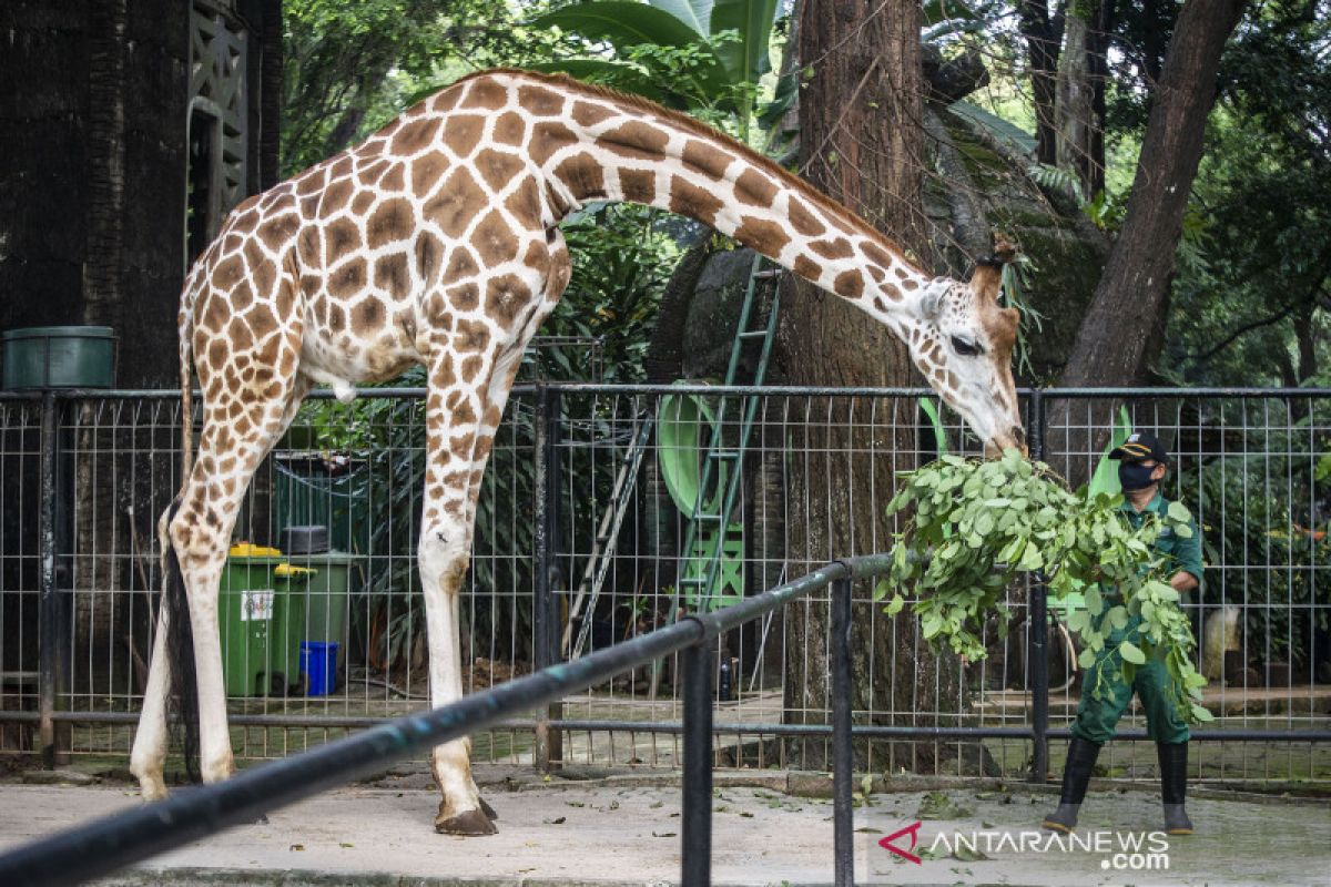 Bamsoet ajak masyarakat jadi orang tua asuh bagi hewan kebun binatang