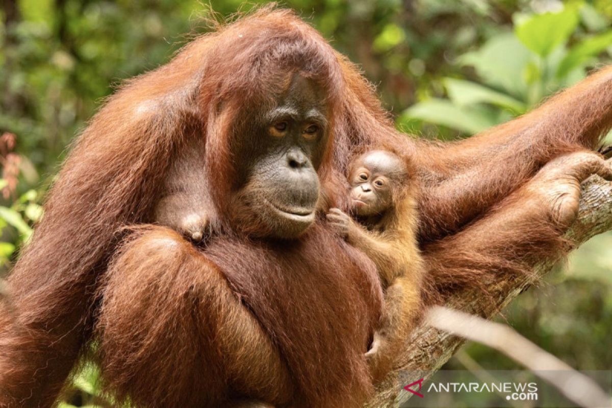 Kelahiran bayi orangutan Sinar penghuni baru TN Gunung Palung