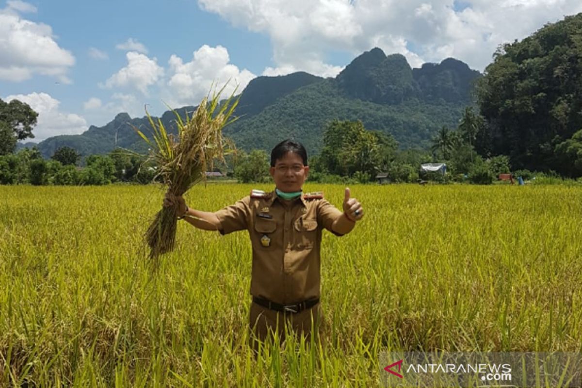 Petani Pangkep panen padi di tengah pandemik COVID-19