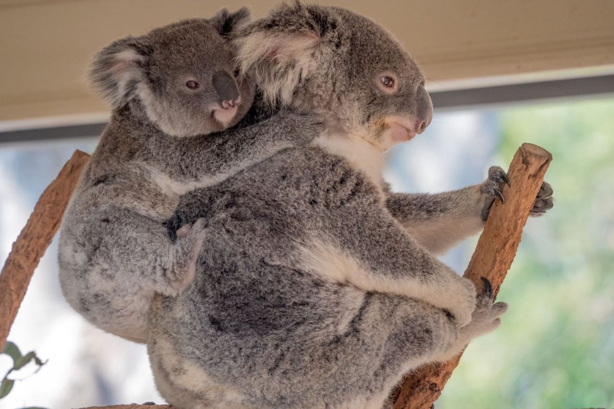 Koala di New South Wales kemungkinan akan punah pada 2050