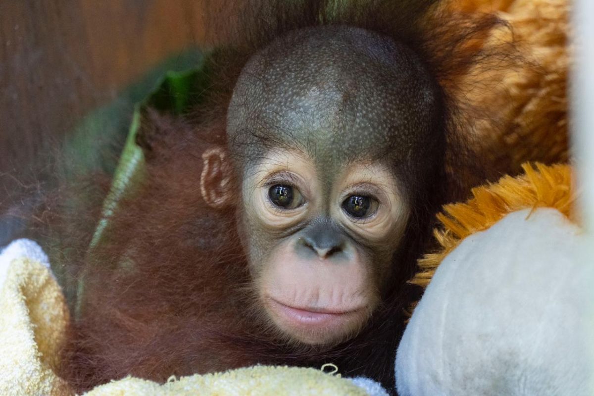 BKSDA Kalbar dan IAR selamatkan bayi orang utan