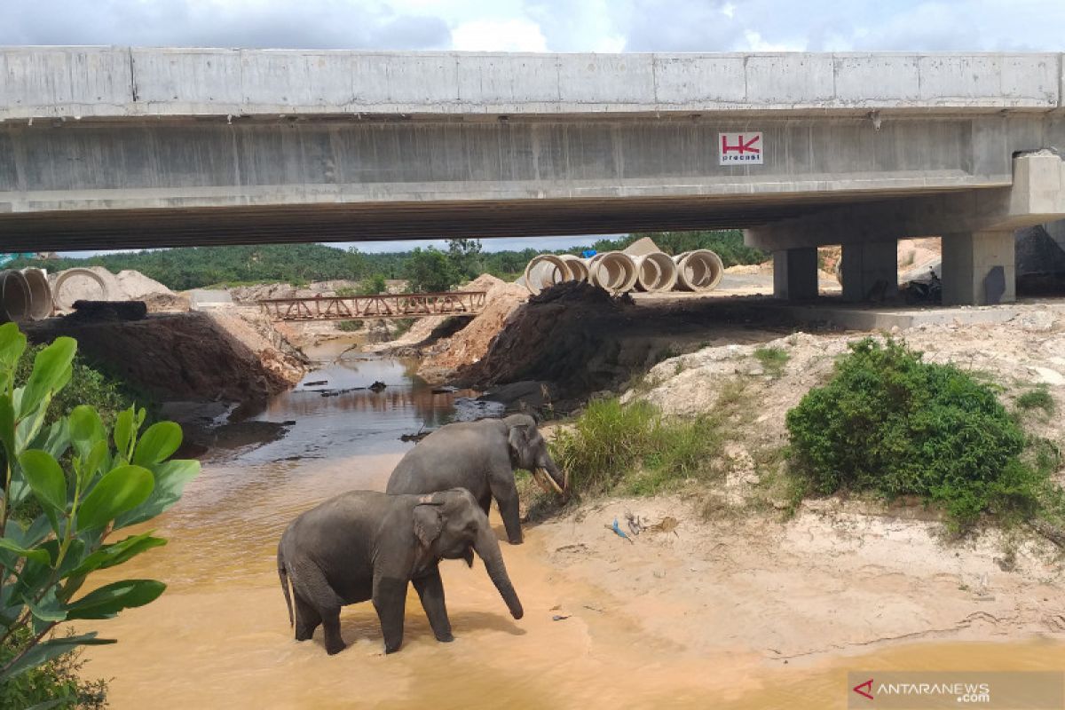 Penggunaan Tol Pekanbaru-Dumai untuk Lebaran tergantung regulator. Begini penjelasan HK