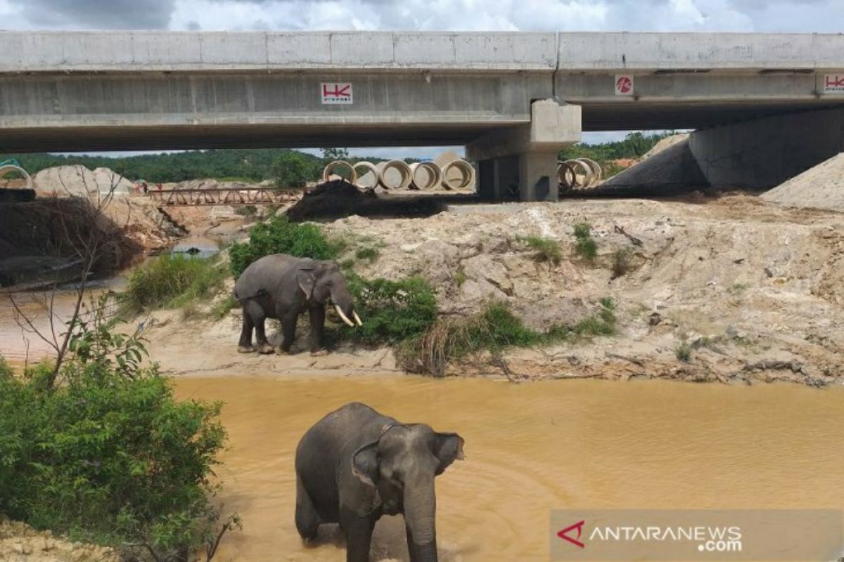 Gerombolan gajah melintas di terowongan tol Sumatera