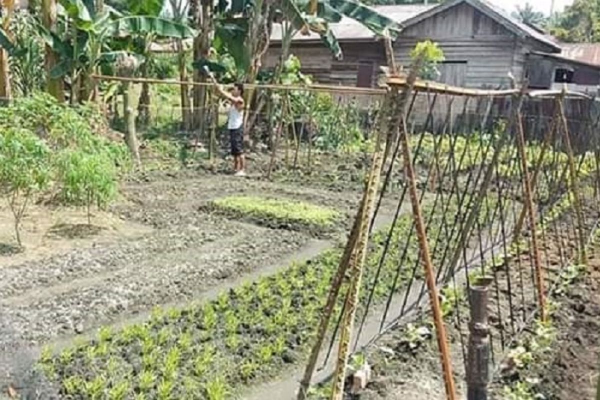 Antisipasi COVID-19, Kementan kolaborasi dengan penyuluh manfaatkan kawasan rumah pangan lestari