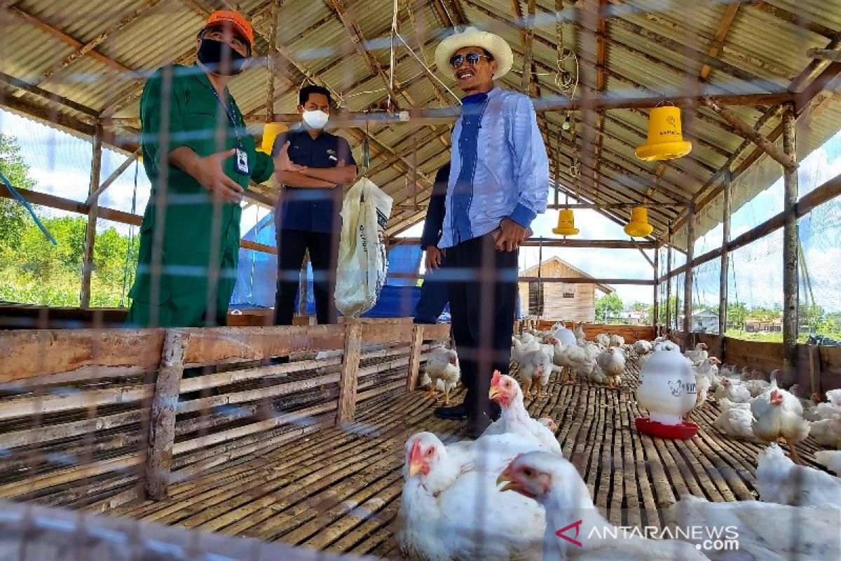 UPR panen ayam, bantu ketahanan pangan daerah