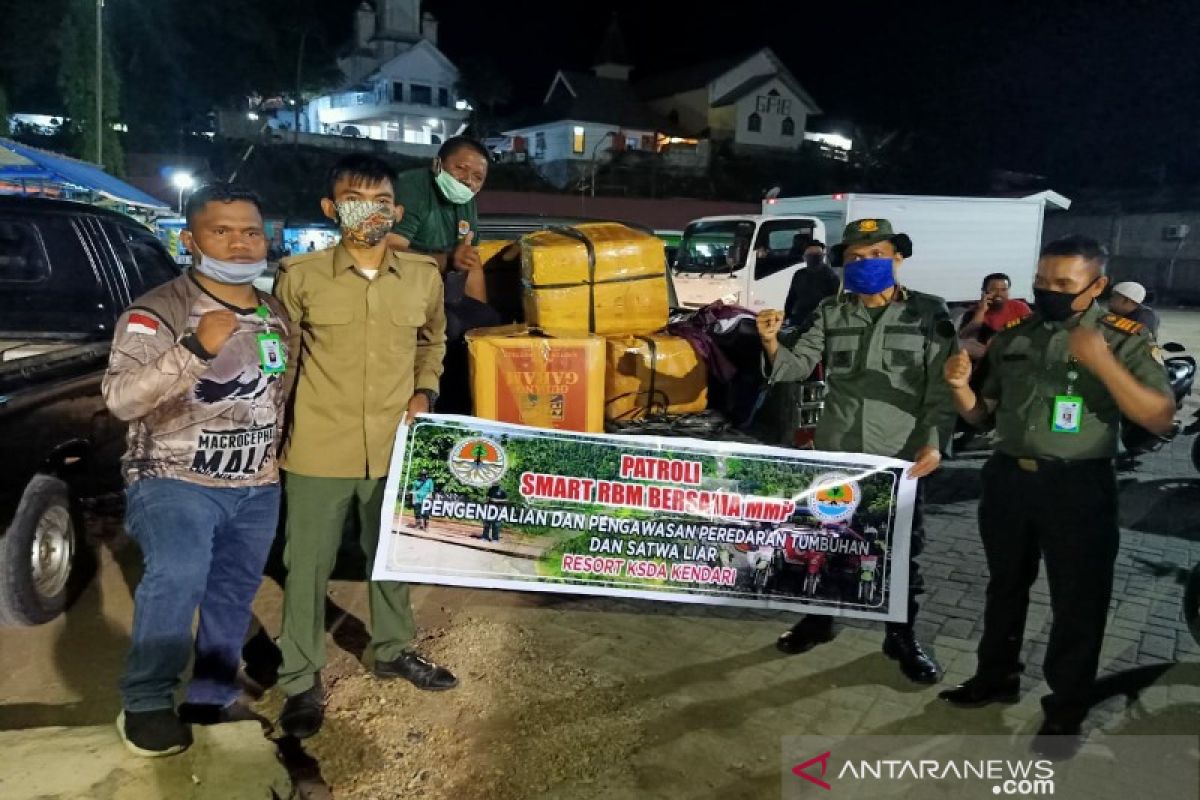 BKSDA Sultra menyita tujuh dos kima kering dari Wakatobi