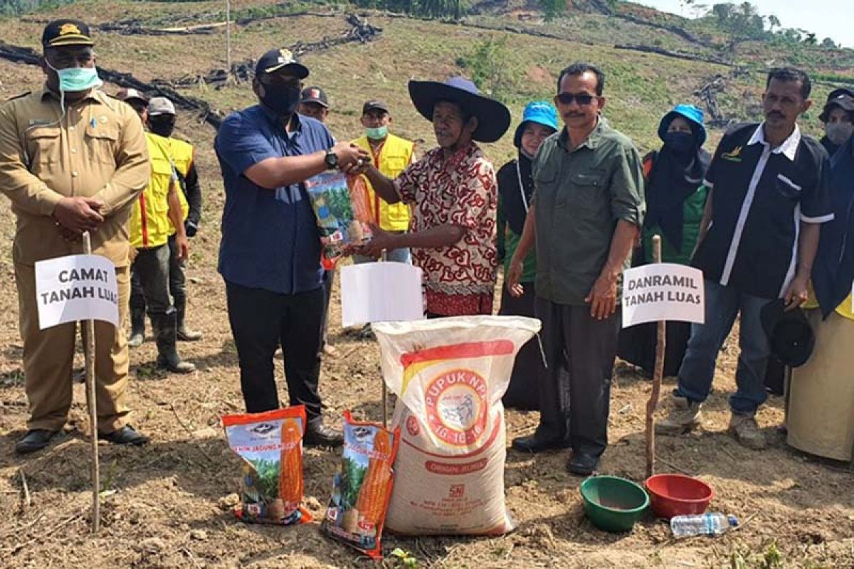 Petani Aceh Utara tanami 50 hektare jagung manfaatkan lahan replanting sawit