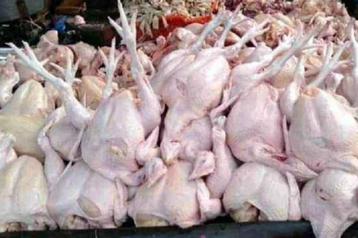 Dua hari jelang Ramadhan harga ayam  potong di Deliserdang anjlok