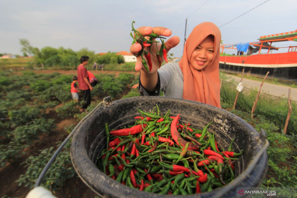 Lampung Barat bantu jaga kelancaran pasokan cabai