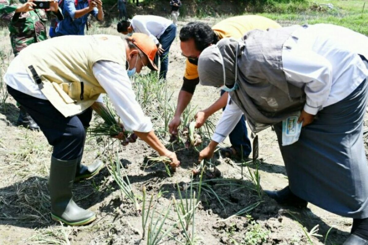 Petani Sergai panen perdana bawang merah