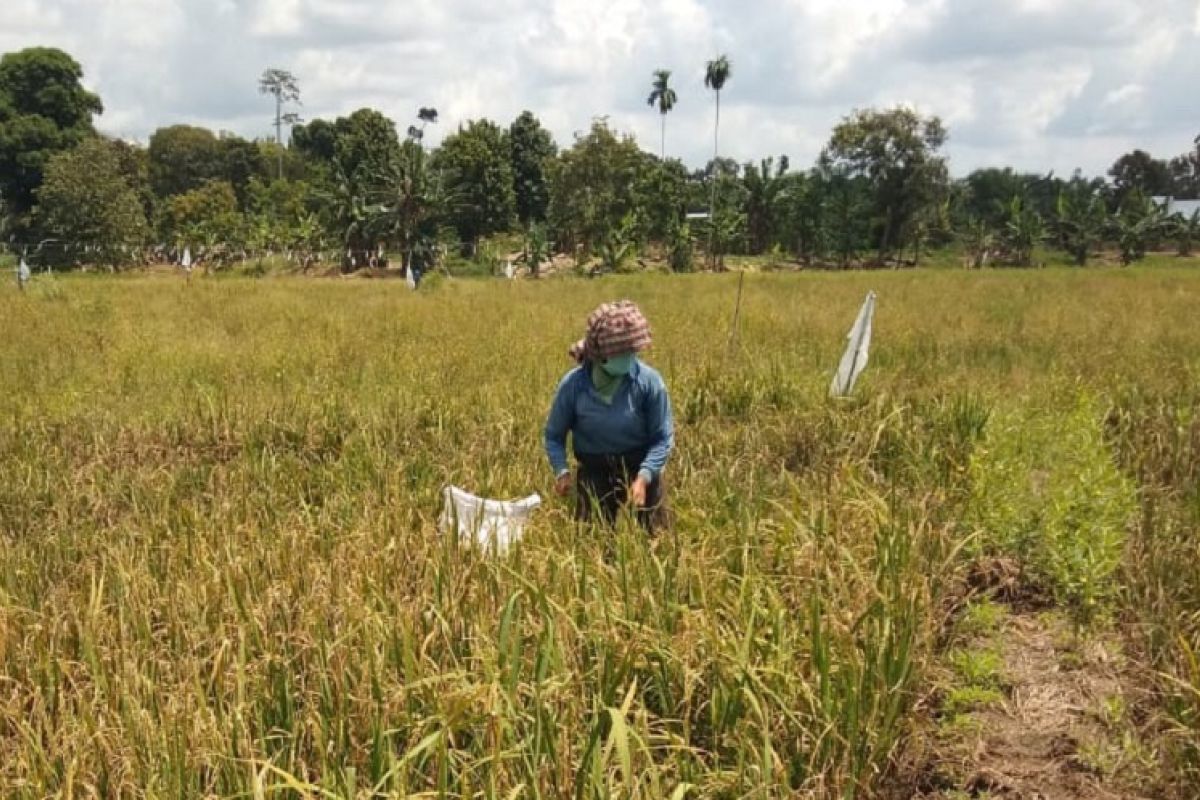 Petani dan Penyuluh Tanjabbar panen untuk jaga ketahanan pangan