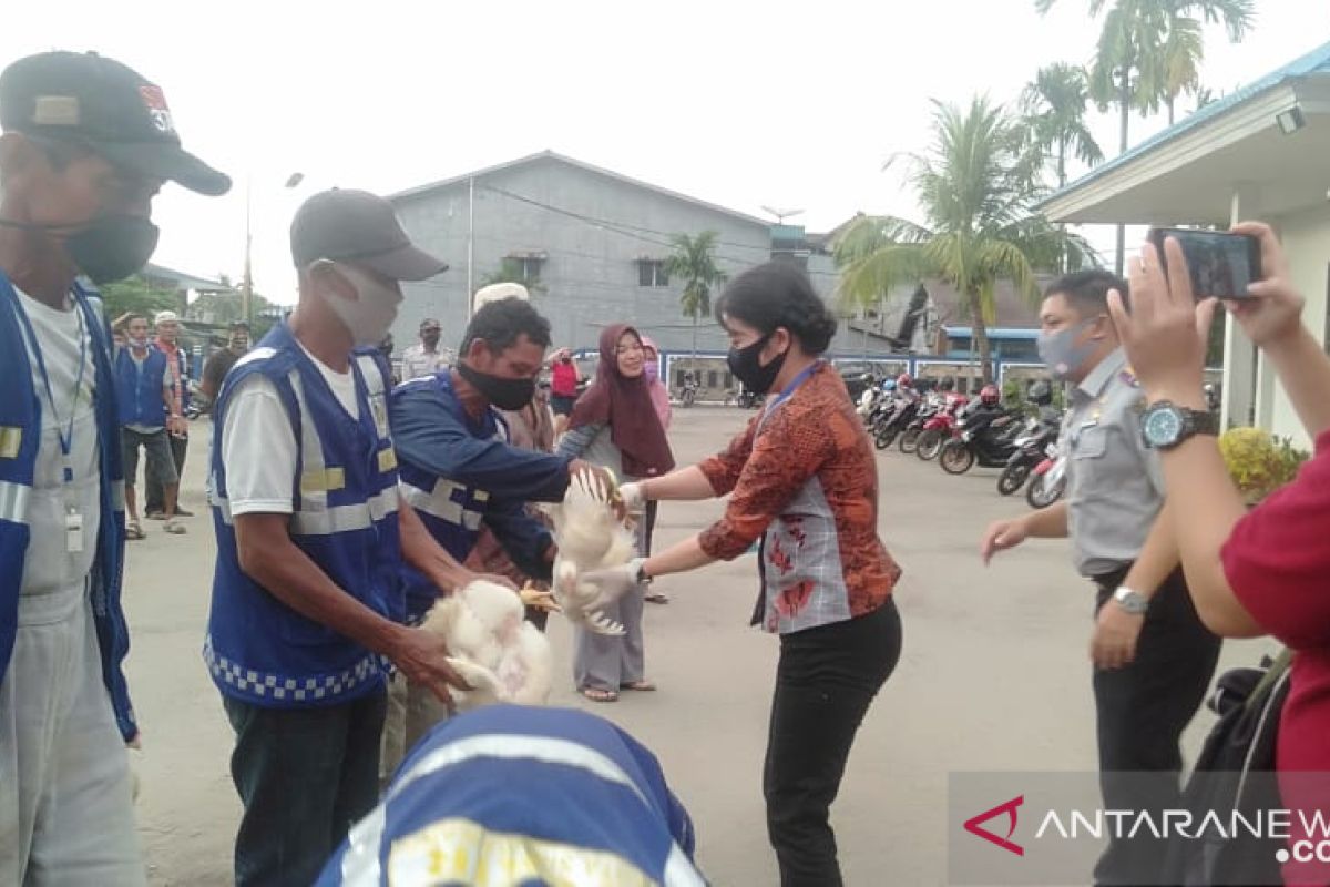 12 ribu ekor ayam didistribusikan secara gratis di Singkawang