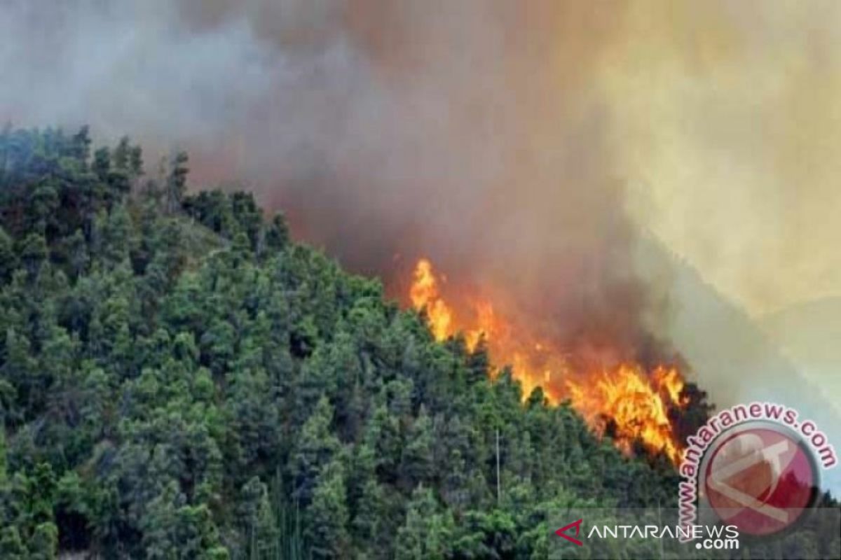 Kasus kebakaran hutan di Sumatera Selatan  turun 36 persen