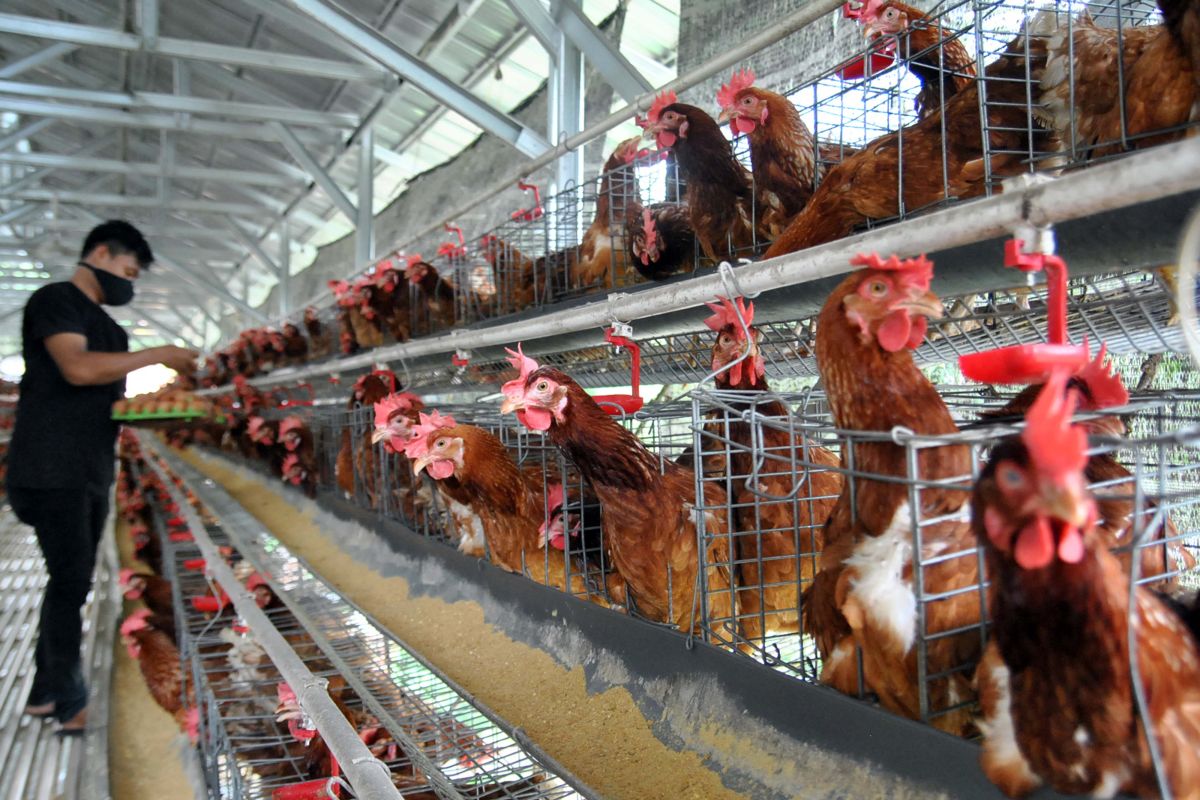 Asosiasi peternak apresiasi kebijakan pembelian ayam ras di 6 provinsi